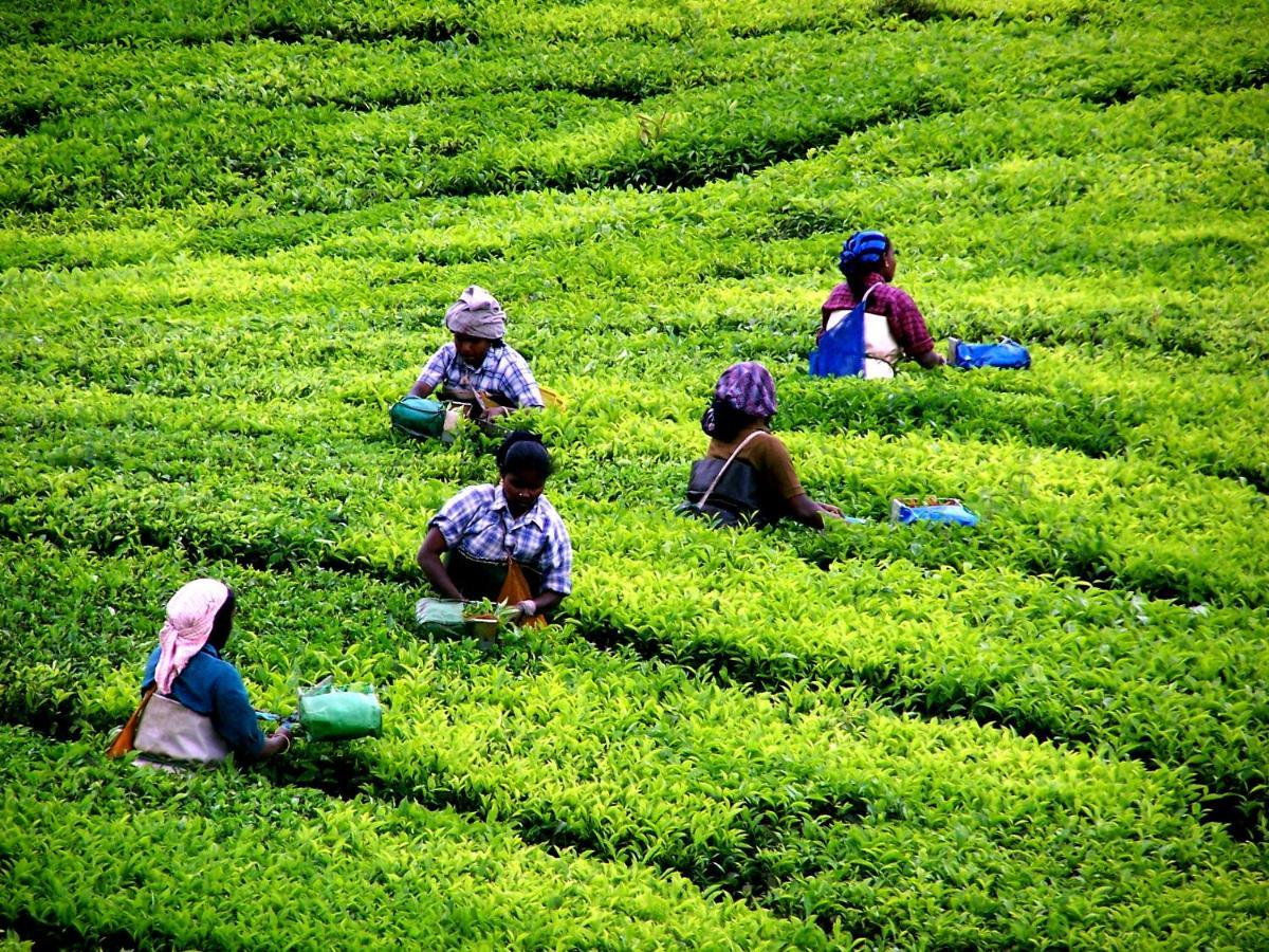 Ferienwohnung Mistica Munnar Anachal Exterior foto